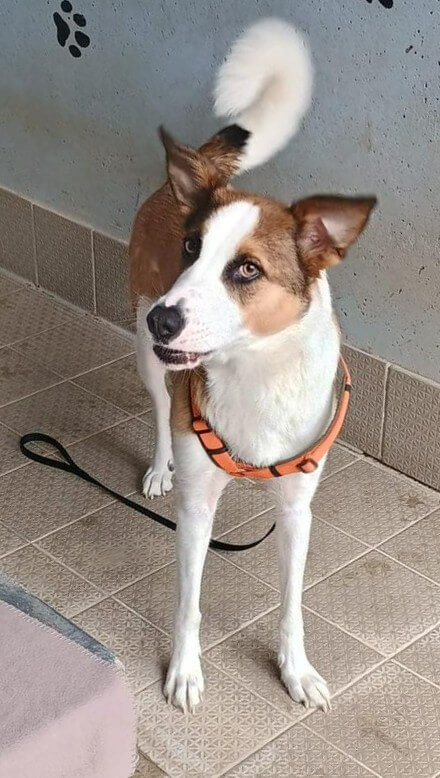 Frida