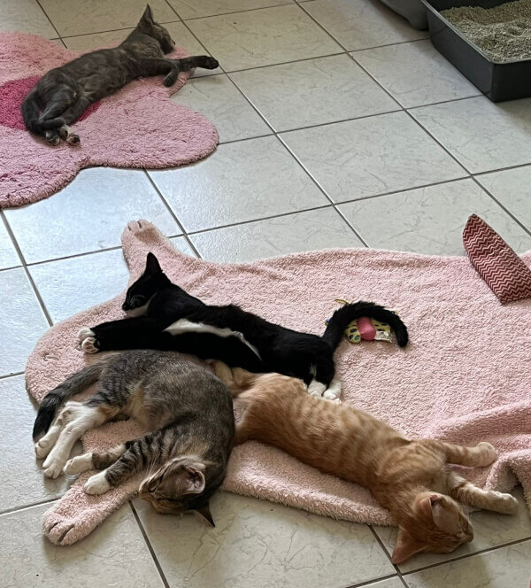 Jungkatzen