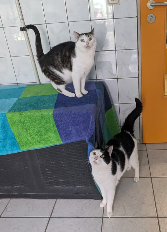 Mila & Tokio